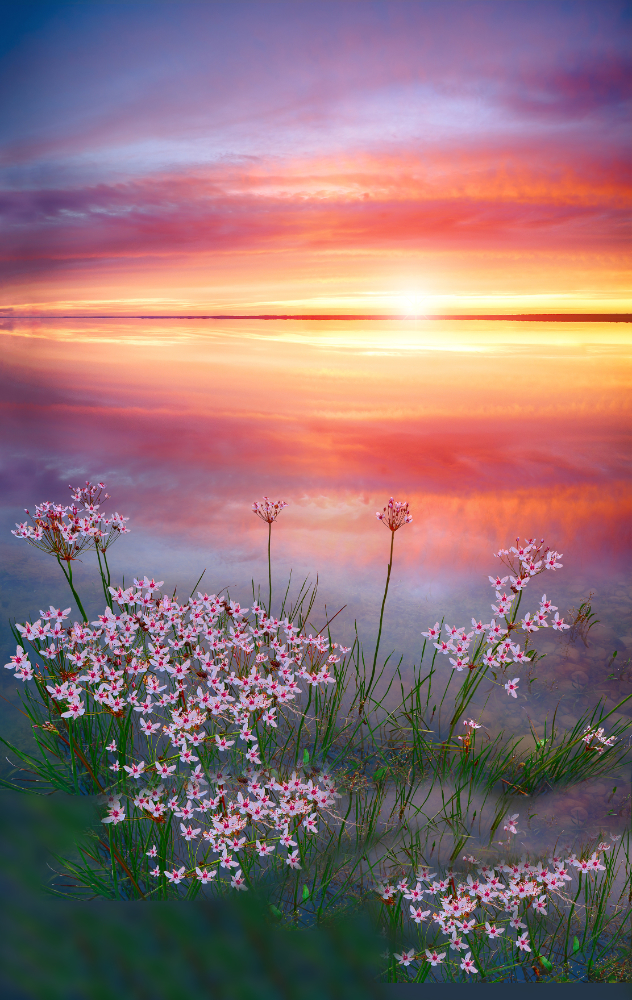 Stunning Sunset On The Lake With White Wildflowers. Beautiful Su